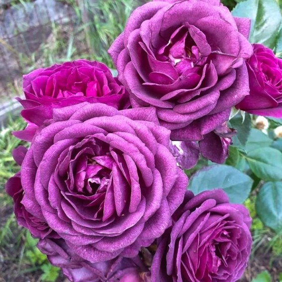 Троянда бордюрна 'Ebb Tide' - 7 Троянда бордюрна 'Ebb Tide' - 7