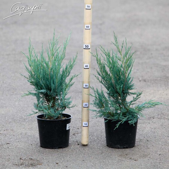 Ялівець скельний 'Moonglow' - 2