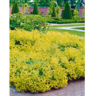 Приворотень м'який