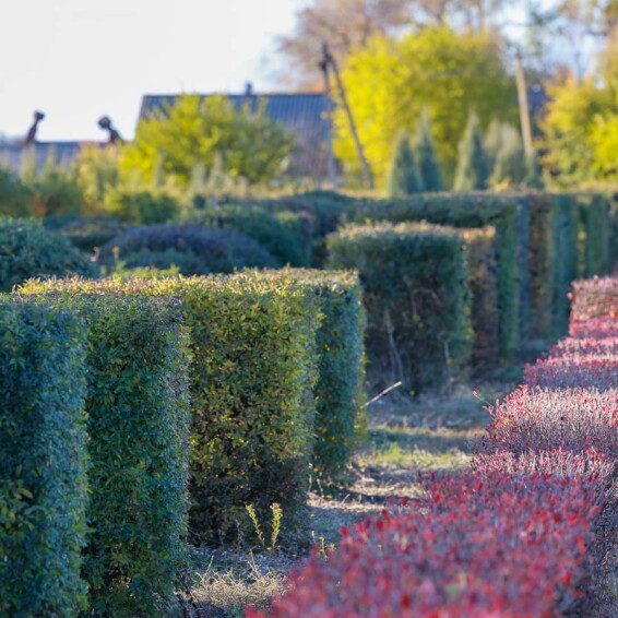 Бирючина обыкновенная 'Atrovirens', формов. боскет - 1