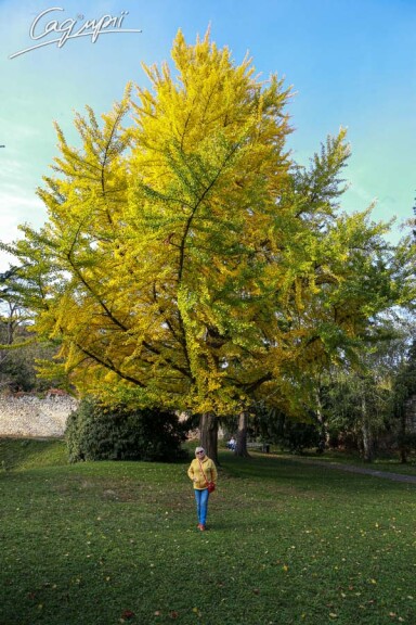 Гинкго билоба - 7