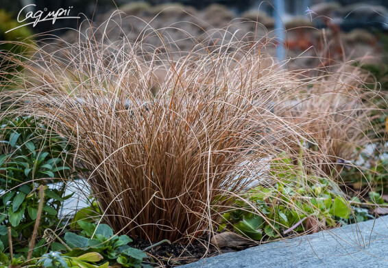 Осока власовидная 'Bronze Form' - 3 Осока власовидная 'Bronze Form' - 3