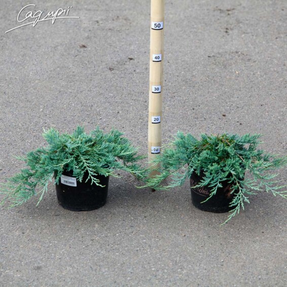 Можжевельник горизонтальный 'Glacier' - 1