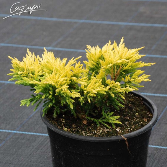 Можжевельник горизонтальный 'Limeglow' - 1