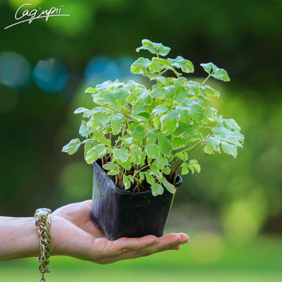 Яглиця звичайна 'Variegata', C2 - - 6 Яглиця звичайна 'Variegata', C2 - - 6