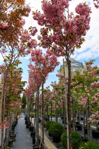 Сакура дрібнозубчаста 'Kanzan' #12, C60 12--14 300-400 St. 1/2 - 3