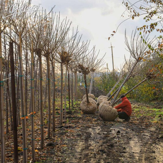 Катальпа бигнониевидная 'Nana' #2, С110 16--18 225-250 St. 200-225 - 10