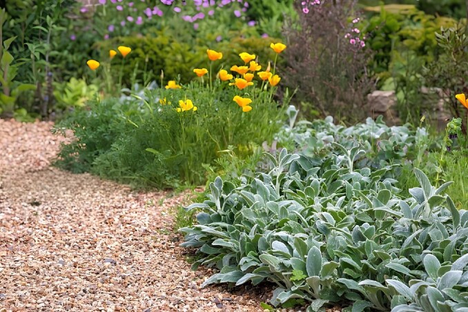 Чистець ‘Silver Carpet’ - новинка сезону