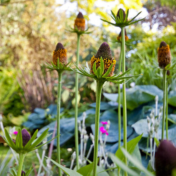 Рудбекия западная 'Green Wizard', C3,С2 - - 2