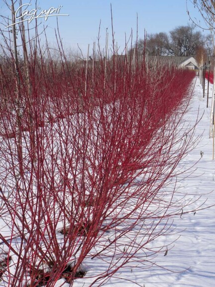 Дерен білий 'Elegantissima' - 5