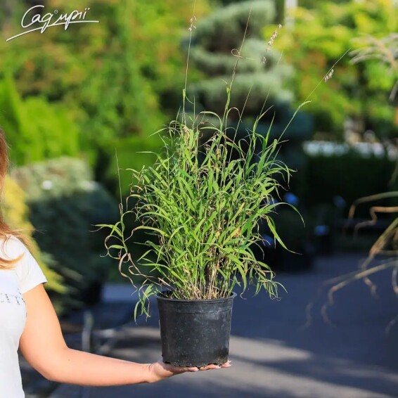 Перлівка висока - 2 Перлівка висока - 2