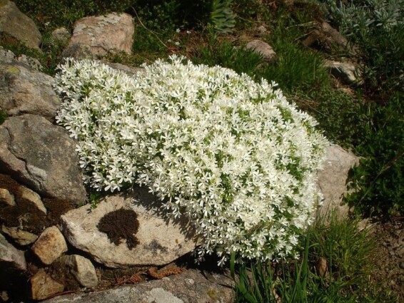 Чебрець цитриновий 'E.B. Anderson' - 1