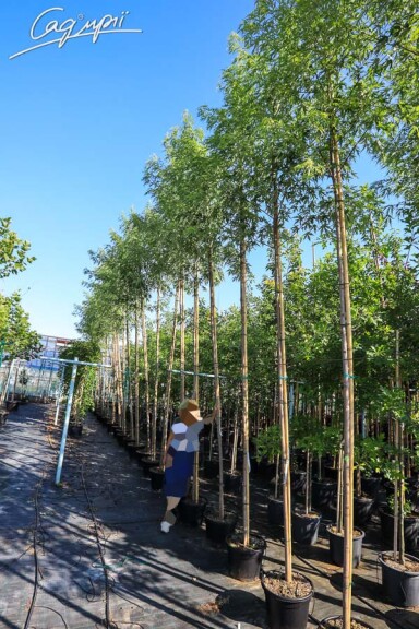 Клен серебристый 'Laciniatum Wieri' - 2 Клен серебристый 'Laciniatum Wieri' - 2