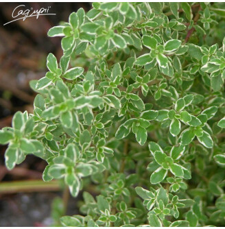 Чебрець 'Variegata'