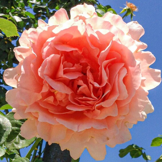 Роза флорибунда 'Polka' - 6