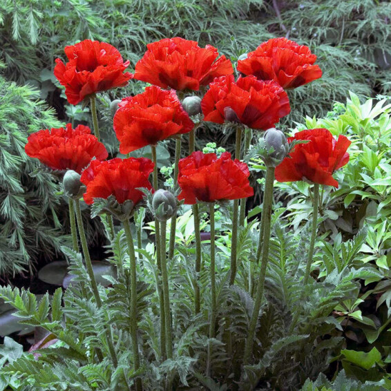 Мак східний 'King Kong' - 2