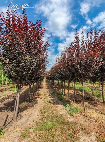 Слива розчепірена 'Nigra' - 2