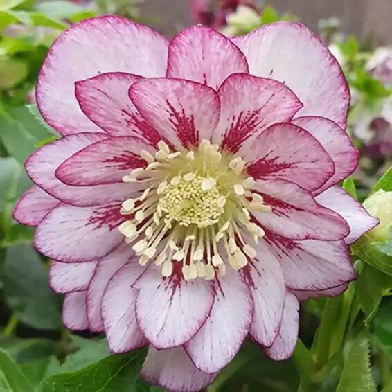 Морозник 'Double Ellen Pink Spotted' ® - 1