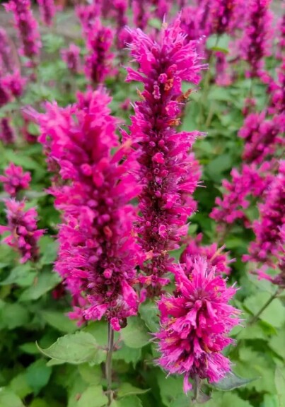 Агастахис (многоколосник) ‘Danish Delight’® PBR - 4