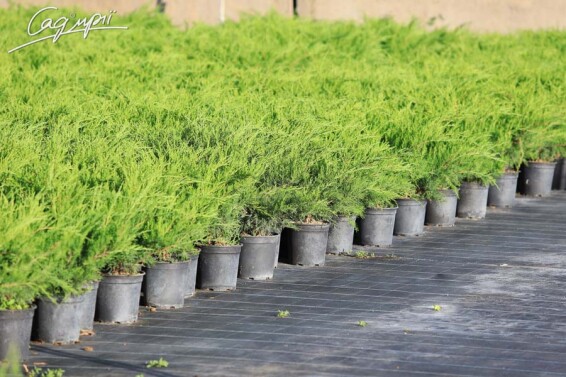 Можжевельник средний 'Mint Julep' - 6