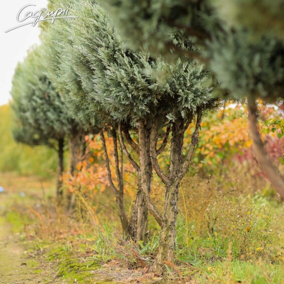 Ялівець скельний 'Moonglow' - 8