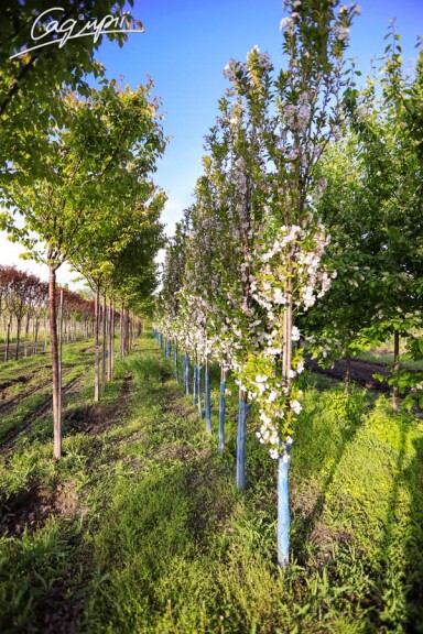 Сакура мелкопильчатая 'Amanogawa' #5, WRB 18--20 400-450 St. 1/2 - 5 Сакура мелкопильчатая 'Amanogawa' #5, WRB 18--20 400-450 St. 1/2 - 5