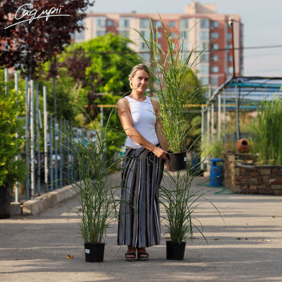 Міскантус китайський 'Strictus', C3 - - 7