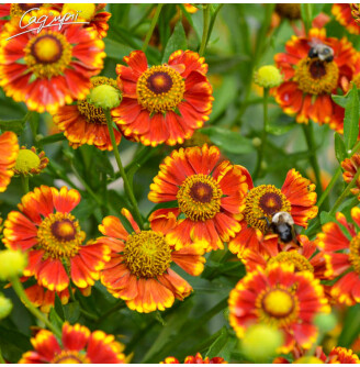 Геленіум 'Can Can'