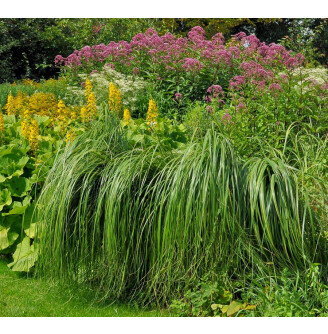 Спартіна гребінчаста 'Aureomarginata'