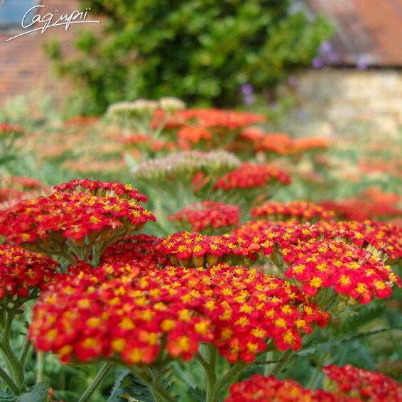 Деревій звичайний 'Walter Funcke' - 1 Деревій звичайний 'Walter Funcke' - 1