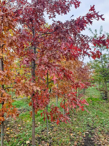 Дуб болотяний - 3 Дуб болотяний - 3