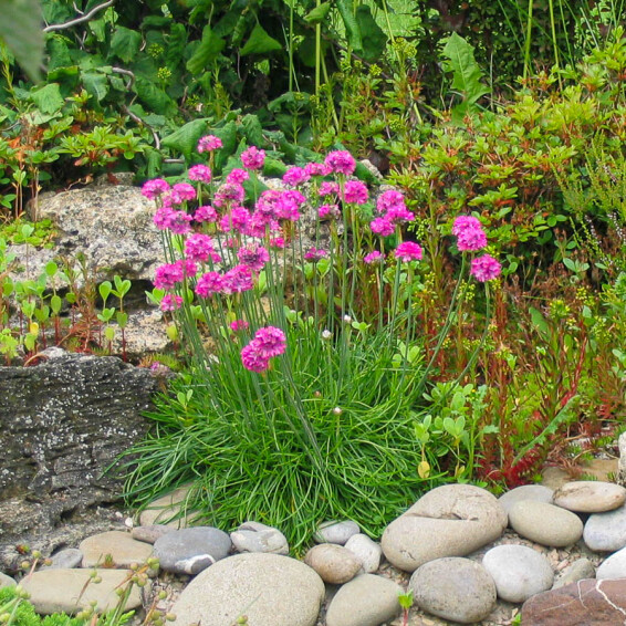 Армерія приморська 'Nifty Thrifty' - 6