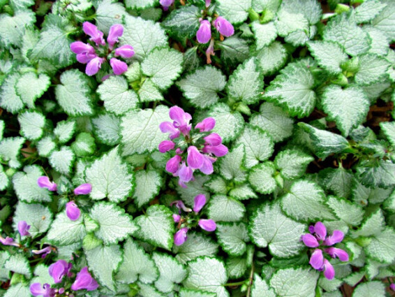 Глуха кропива крапчата 'Pink Pewter' - 1