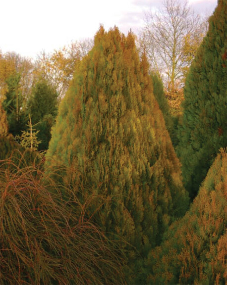 Туя східна 'Golden Minaret' - 1