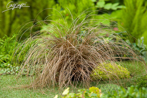 Осока волосовидна 'Bronze Form' #1, C1.5,С2 - - 2 Осока волосовидна 'Bronze Form' #1, C1.5,С2 - - 2