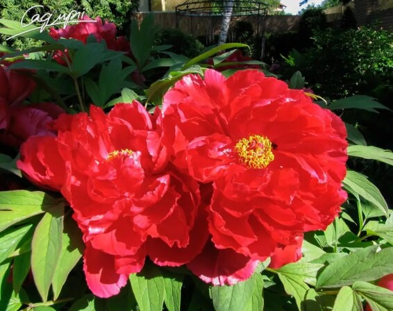 Півонія трав'яниста 'Red' - 4