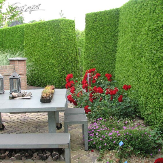 Туя западная 'Brabant' - 6