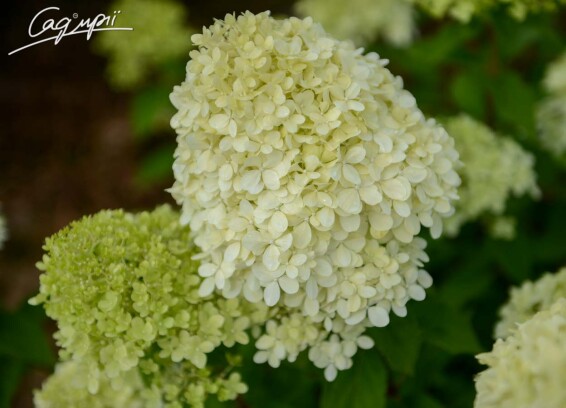 Гортензія волотиста 'Diamantino'® - 5