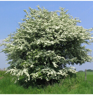 Глід одноматочковий