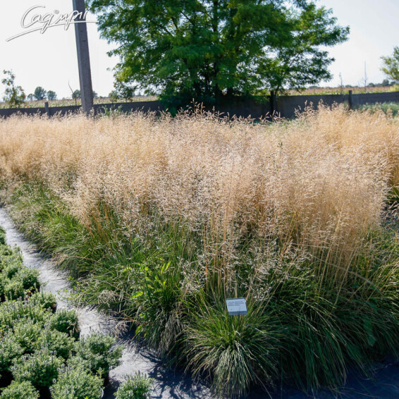 Щучник дернистий 'Goldtau' - 6