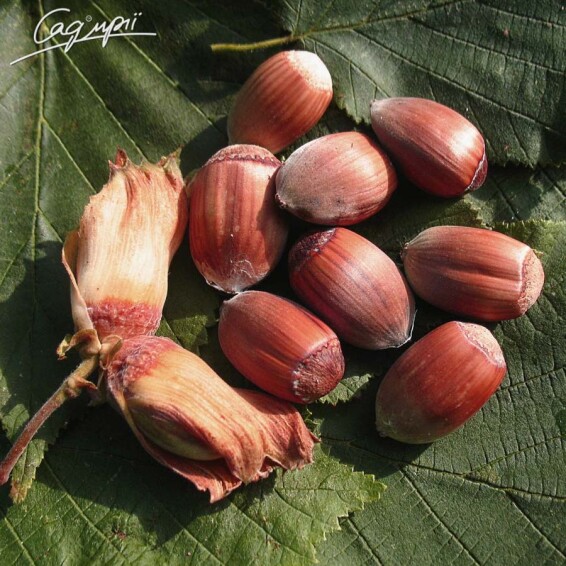 Лещина крупная 'Rode Zellernoot' (фундук) - 3