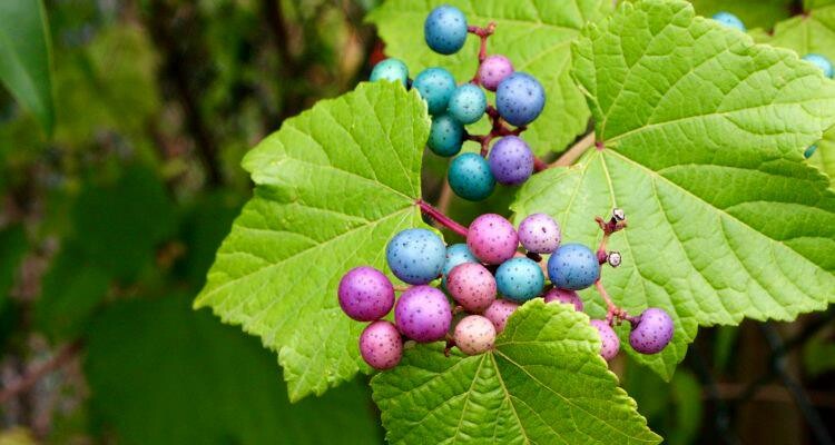 Виноградівник залозистий - оригінальна ліана для Вашого саду.