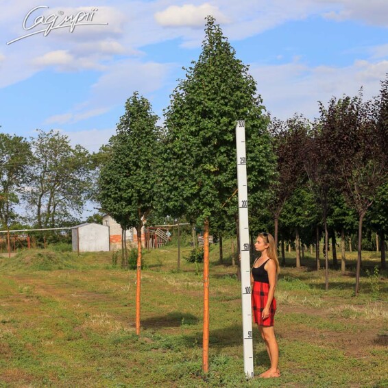 Глід колючий 'Paul`s Scarlet' #3, WRB 18--20 500+ St. 220-230 - 5