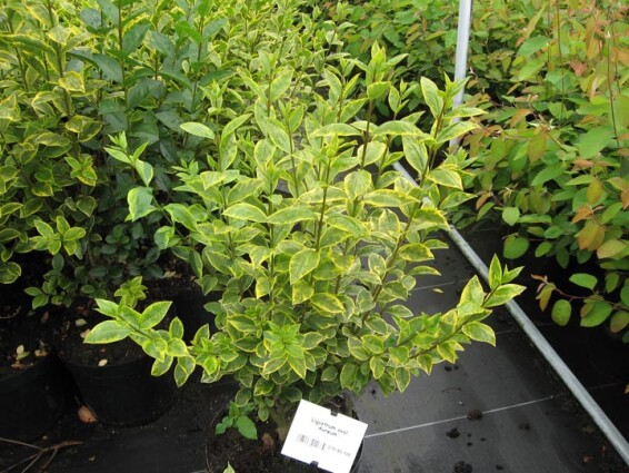 Бирючина овальнолиста 'Aureum', штамбова форма - 2