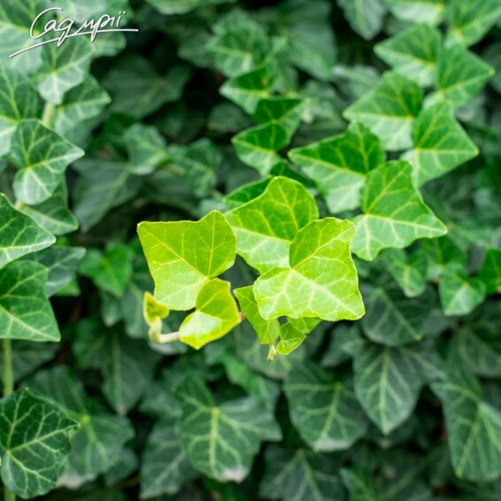 Плющ звичайний - 3