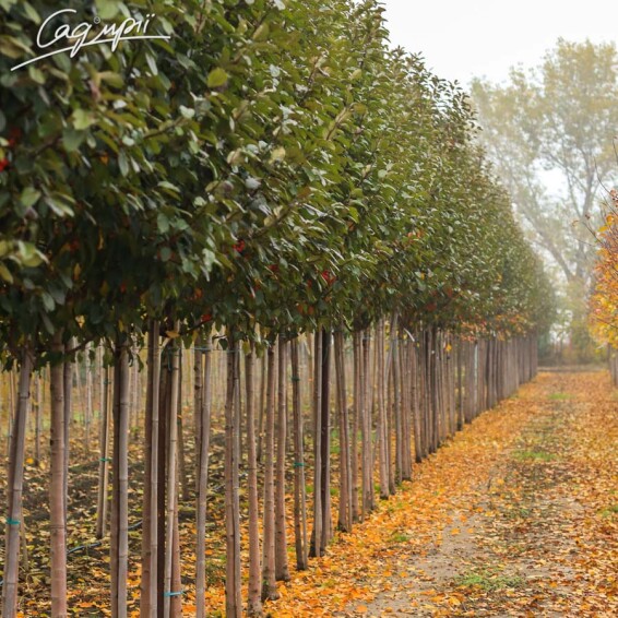 Яблоня 'Mokum' - 3