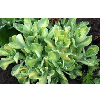 Очиток видний 'Variegata'