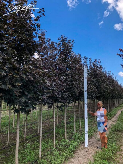 Клен платановидный 'Royal Red' #3, С31.5 8--10 250-300 St. 1/2 - 6