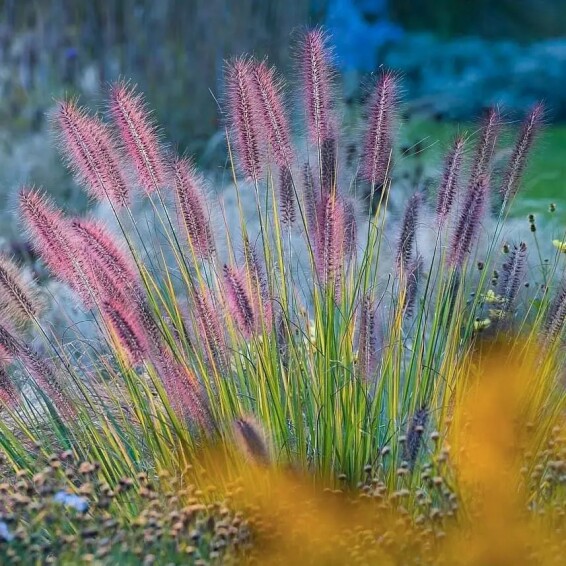 Пенісетум лисохвостий 'Viridescens' - 4