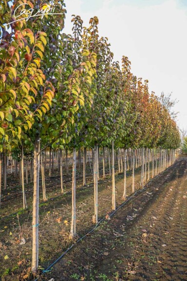 Груша Каллеріана 'Redspire' #3, WRB 18--20 500+ St. 1/2 - 6